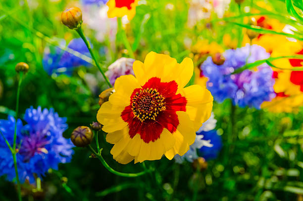 Red Yellow Coreopsis Flower Seeds - Heirloom Non GMO High Germination Organic Garden Planting
