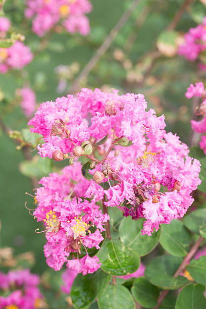 Crepe Myrtle Flower Seeds - Heirloom Non GMO High Germination Premium Garden Seeds for Planting