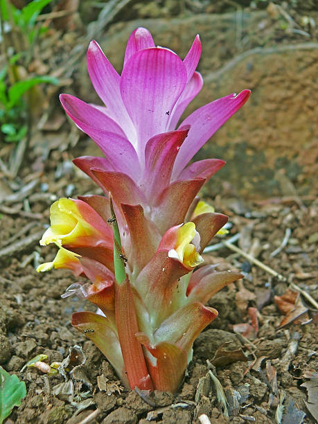 Pink Curcuma Flower Seeds
