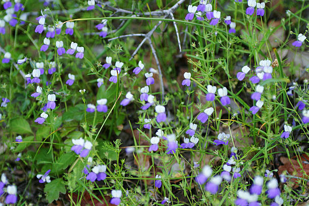 Collinsia Flower Seeds - Heirloom Non GMO High Germination Premium Garden Seeds for Planting