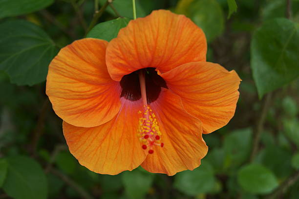 Orange Hibiscus Flower Seeds – Easy Grow Blossoms for Pots and Patio Gardens