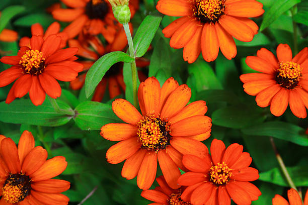 Orange Zinnia Flower Seeds – Exotic Flowering Plants for Vibrant Garden Beauty