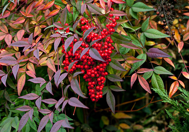 Coralberry Flower Seeds