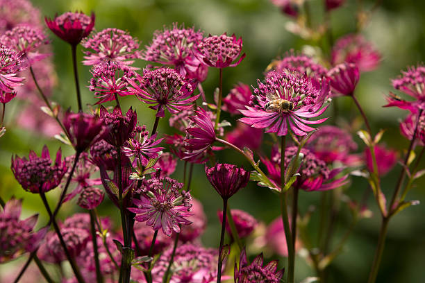 Maroon Astrantia Flower Seeds