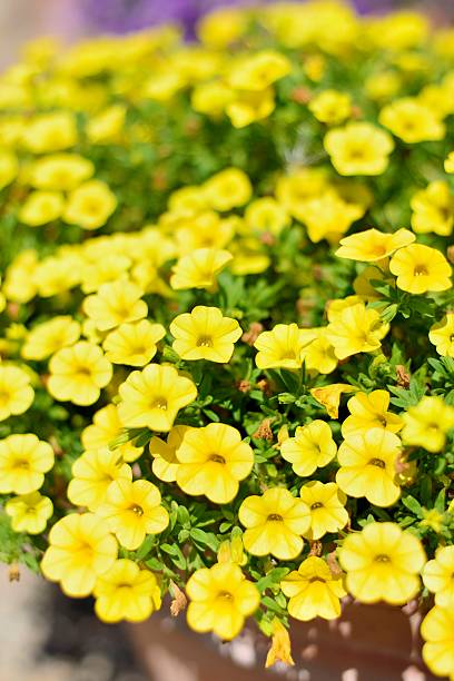 Yellow Calibrachoa Flower Seeds