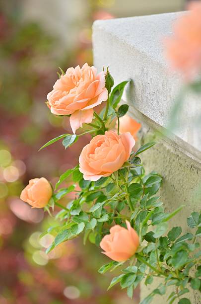 Orange Climbing Rose Flower Seeds for Planting – Heirloom Non-GMO Seeds - Heirloom Non GMO High Germination Organic