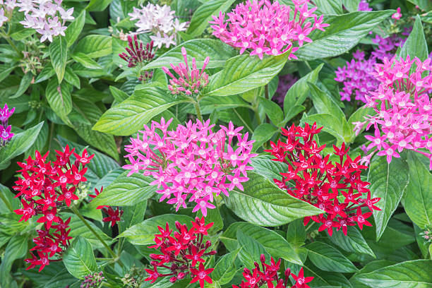 Mixed Pentas Flower Seeds – Exotic Flowering Plants for Vibrant Garden Beauty