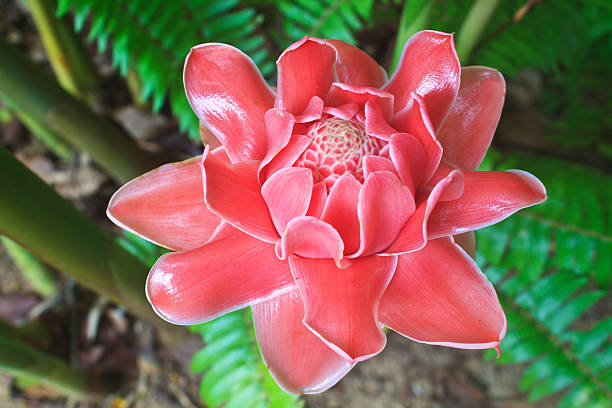 Etlingera Flower Seeds