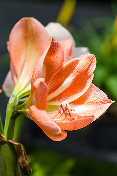 White Orange Amaryllis Flower Seeds - Heirloom Non GMO Flower Seeds, High Germination Organic Garden Planting Seeds