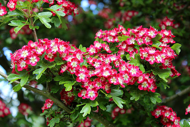 Pink Hawthorn Flower Seeds