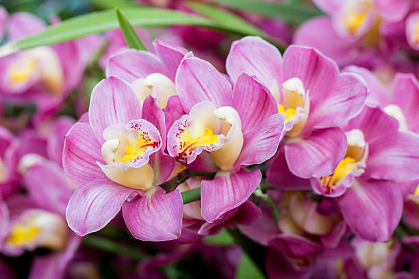 Pink Cymbidium Flower Seeds