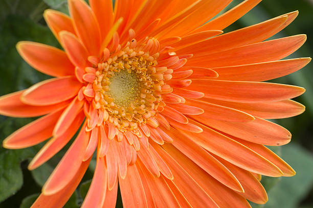 Orange Daisy Flower Seeds - Heirloom Non GMO High Germination Premium Garden Seeds for Planting