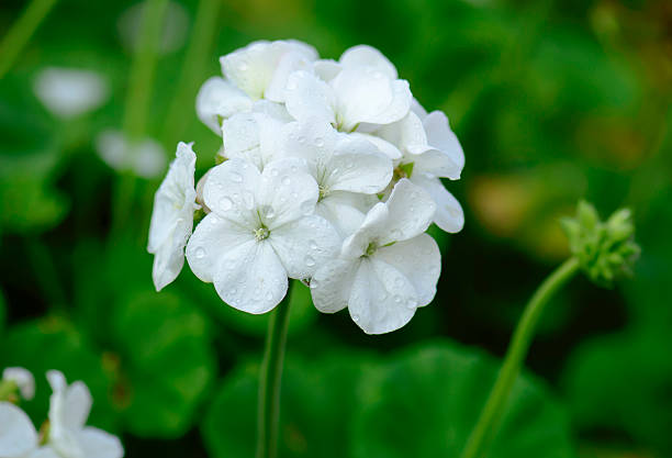 White Geranium Flower Seeds