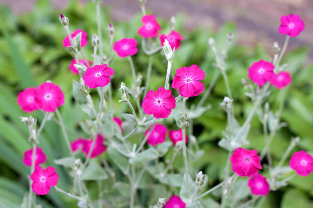 Lychnis Flower Seeds Easy Grow Blossoms for Pots and Backyard Spaces for Colorful Landscape - Heirloom, Non GMO, High