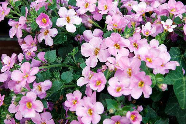 Balsam Flower Seeds - Heirloom Non GMO Premium Garden Seeds for Planting