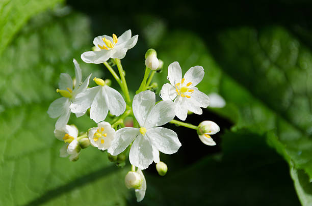 Diphylleia Flower Seeds - Heirloom, Non GMO, High Germination, Organic Garden Seeds