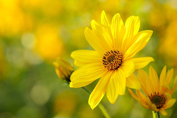 Yellow Daisy Flower Seeds - Heirloom Non GMO High Germination Premium Garden Seeds for Planting