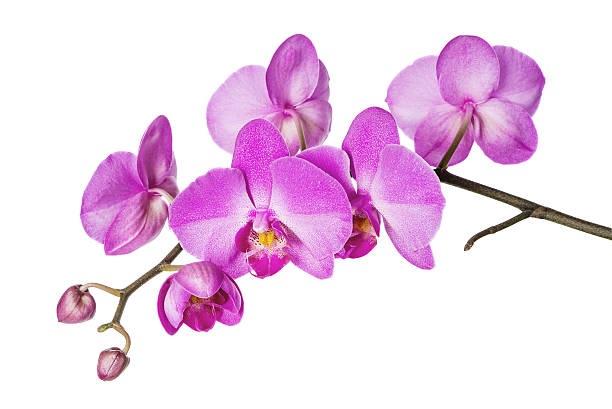 Orchid Flower Seeds – Easy Grow Blossoms for Pots & Backyard Spaces - Heirloom, Non GMO