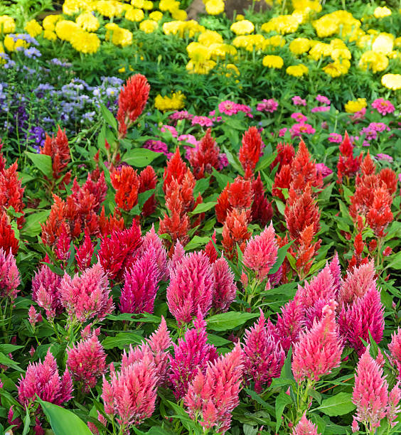 Mixed Cockcomb Flower Seeds – Rare Blooming Plants for Balcony & Outdoor Gardens