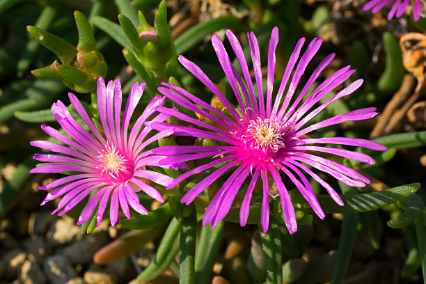 Pink Delosperma Flower Seeds