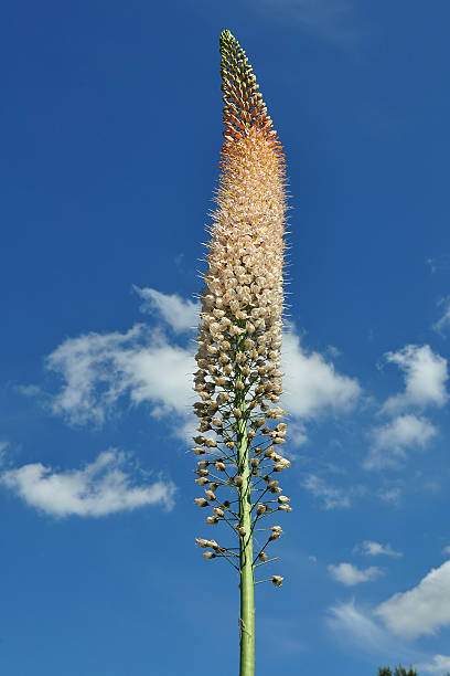Foxtail Lilly Flower Seeds