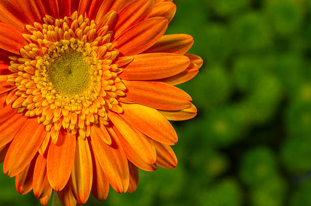 Orange Daisy Flower Seeds