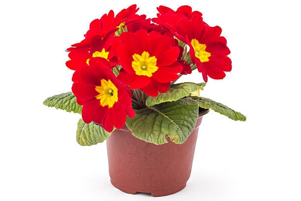 Red Primula Auricula Flower Seeds Exotic Flowering Plants - Heirloom Non GMO High Germination Organic Flower Seeds