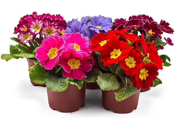 Mixed Begonia Flower Seeds