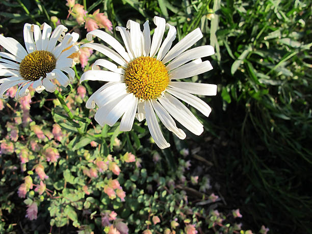 White Giant Daisy Flower Seeds