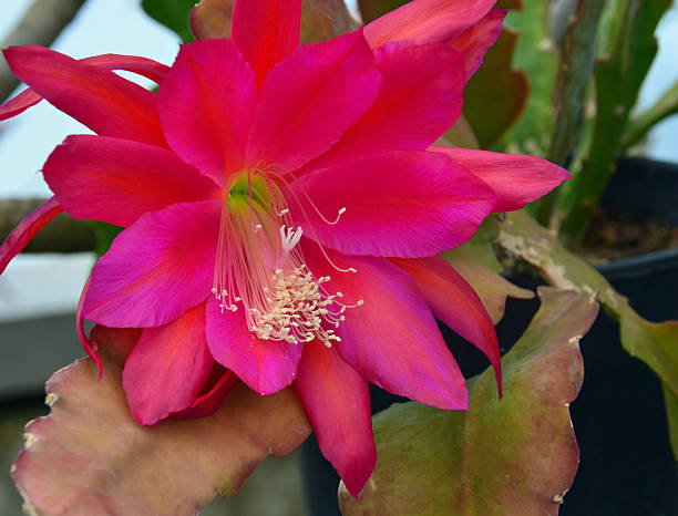 Pink Epiphyllum – Heirloom, Non GMO, High Germination, Organic Garden Flower Seeds - Heirloom Non GMO High Germination