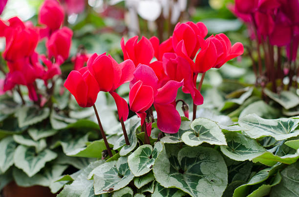 Red Cyclamen Flower Seeds - Heirloom Non GMO High Germination Premium Garden Seeds for Planting