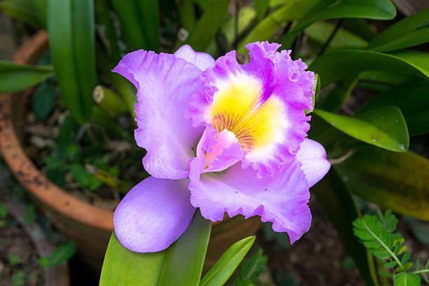 Yellow Purple Cattleya Orchid Flower Seeds