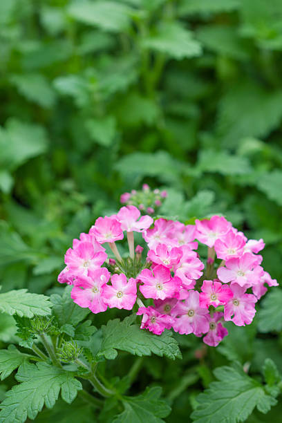 Pink Lantana Seeds - Heirloom Non GMO Premium Garden Seeds for Planting