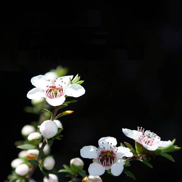 White Leptospermum Flower Seeds for Planting | Heirloom Non - Heirloom, Non GMO, High Germination, Organic Garden Seeds