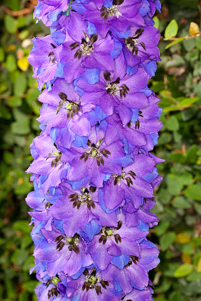 Purple Delphinium Flower Seeds