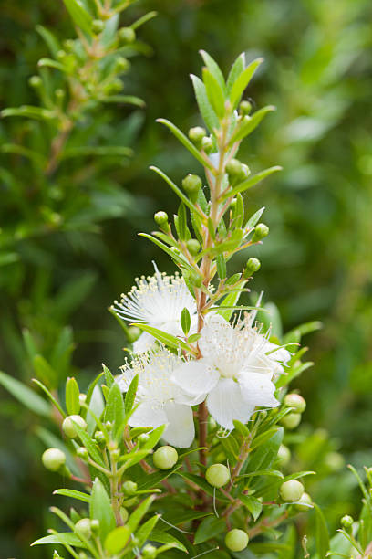 Myrtle Flower Seeds – Easy Grow Blossoms for Pots and Backyard Spaces