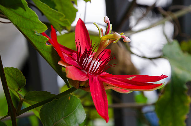 Red Passiflora Flower Seeds - Heirloom Non GMO High Germination Flower Seeds for Home Garden Planting