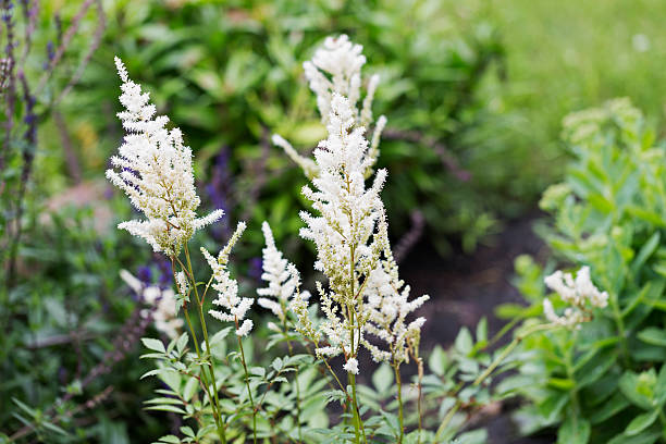 White Astilbe Flower Seeds
