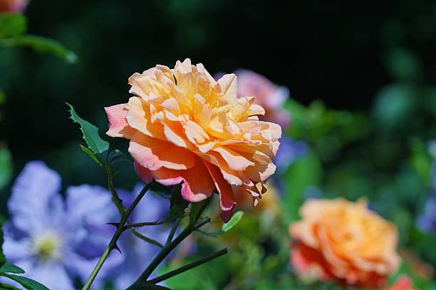 Pink Yellow Rose Flower Flower Seeds - Heirloom Non GMO High Germination Garden Seeds for Planting