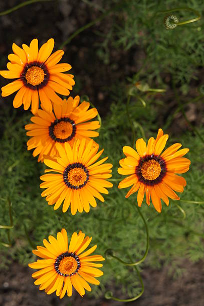 Orange Ursinia Flower Seeds – Premium Floral Seeds for Decorative Home Landscaping