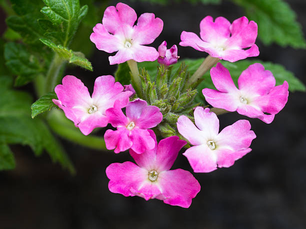 Pink Lantana Seeds - Heirloom Non GMO Premium Garden Seeds for Planting