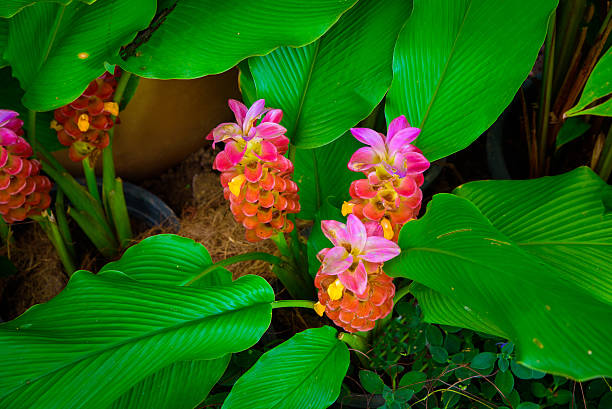 Red Pink Curcuma Flower Seeds