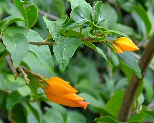 Orange Aurantiaca Flower Seeds - Heirloom Non GMO High Germination Garden Planting Seeds