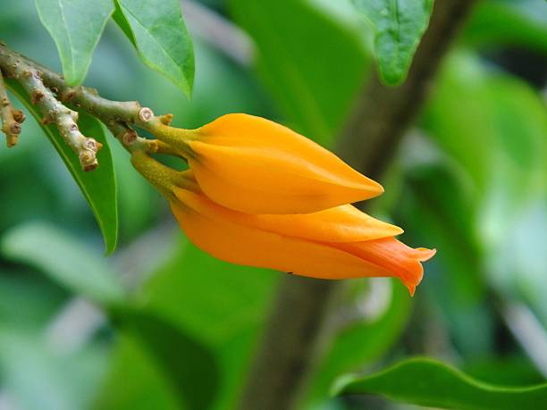 Orange Aurantiaca Flower Seeds - Heirloom Non GMO High Germination Garden Planting Seeds