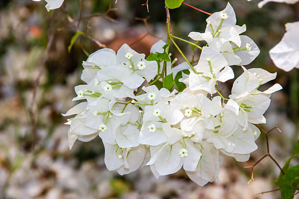 White Bougainvillea Flower Seeds