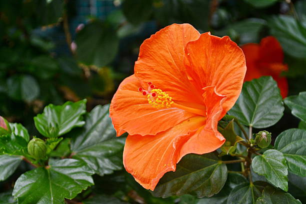Orange Hibiscus Flower Seeds – Easy Grow Blossoms for Pots and Patio Gardens