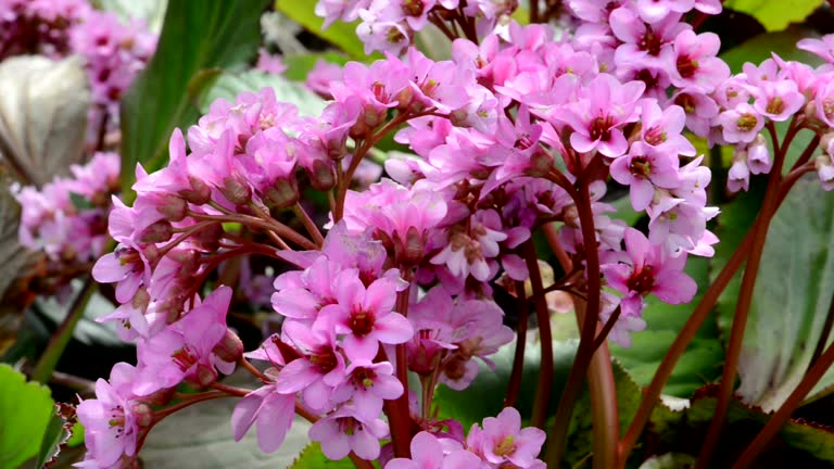Pink Bergenia Flower Seeds – Heirloom, Non-GMO, Premium Seeds