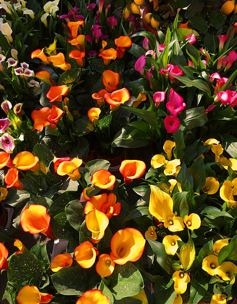 Mixed Calibrchoa Flower Seeds