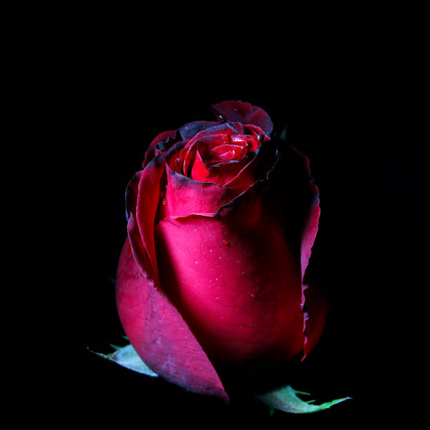 Red Black Rose with Edge Flower Seeds