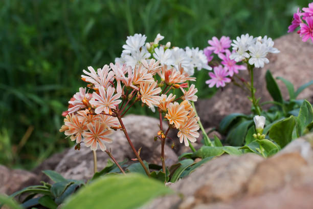 Mixed Lewisia Cotyledon Flower Seeds